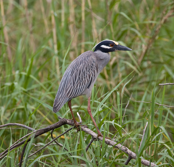 HOUSTON AWARDED BIRD CITY DESIGNATION - Best of Heights